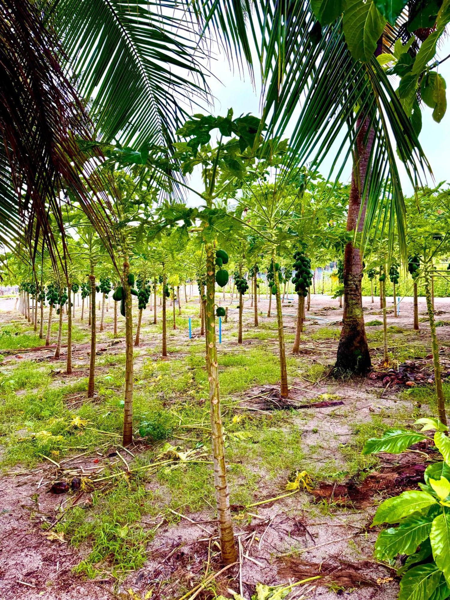 Sands Garden Hotel Thoddoo Exterior photo